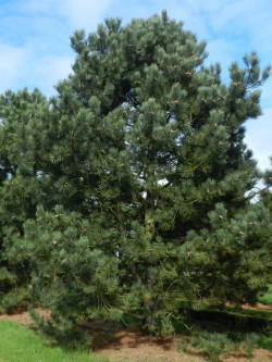 PINUS nigra ssp. nigra