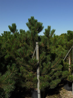 PINUS nigra ssp. nigra En pot de 35-50 litres
