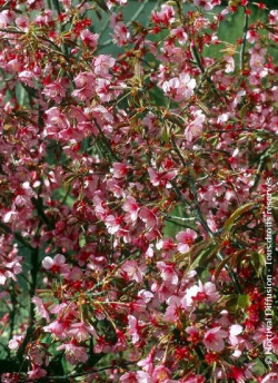 PRUNUS OKAME