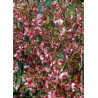 PRUNUS OKAME