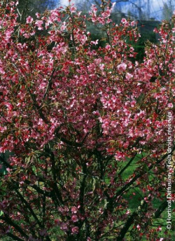 PRUNUS OKAME