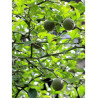 PONCIRUS trifoliata