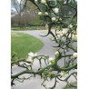 PONCIRUS trifoliata