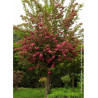 CRATAEGUS laevigata PAUL'S SCARLET