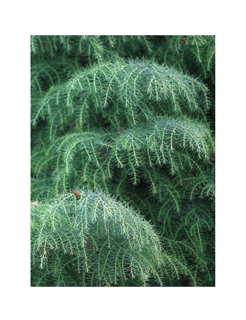 CRYPTOMERIA japonica ELEGANS (Cryptomère élégant, cèdre du Japon, Sugi)