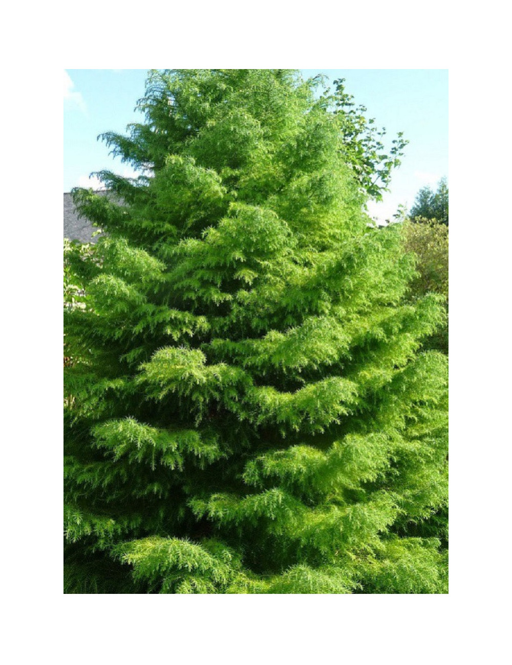 CRYPTOMERIA japonica ELEGANS - Cèdre du Japon