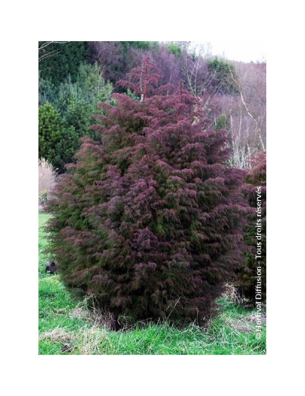 CRYPTOMERIA japonica ELEGANS - Cèdre du Japon