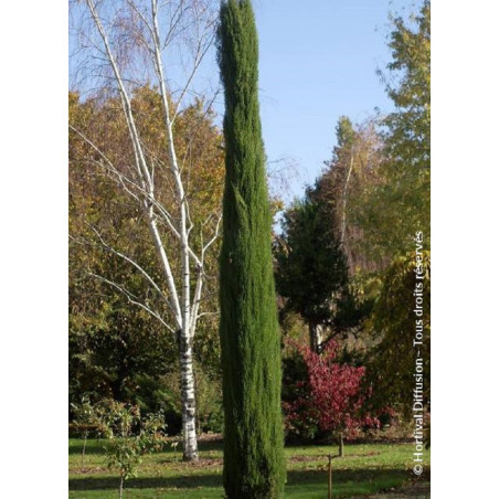 CUPRESSUS sempervirens TOTEM CUPRESSUS sempervirens TOTEM