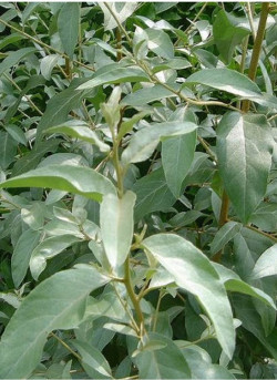 ELAEAGNUS angustifolia