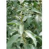 ELAEAGNUS angustifolia