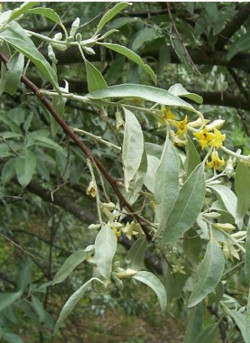 ELAEAGNUS angustifolia