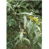 ELAEAGNUS angustifolia