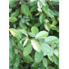 ELAEAGNUS ebbingei