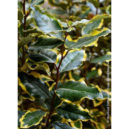 ELAEAGNUS ebbingei VIVELEG ELAEAGNUS ebbingei VIVELEG