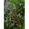 ELAEAGNUS ebbingei VIVELEG
