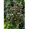 ELAEAGNUS ebbingei VIVELEG