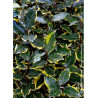 ELAEAGNUS ebbingei VIVELEG