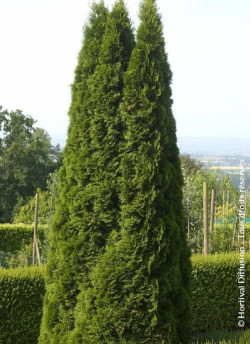 thuya-occidental-smaragd-thuja-occidentalis-smaragd-1.jpg