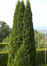 thuya-occidental-smaragd-thuja-occidentalis-smaragd-1.jpg