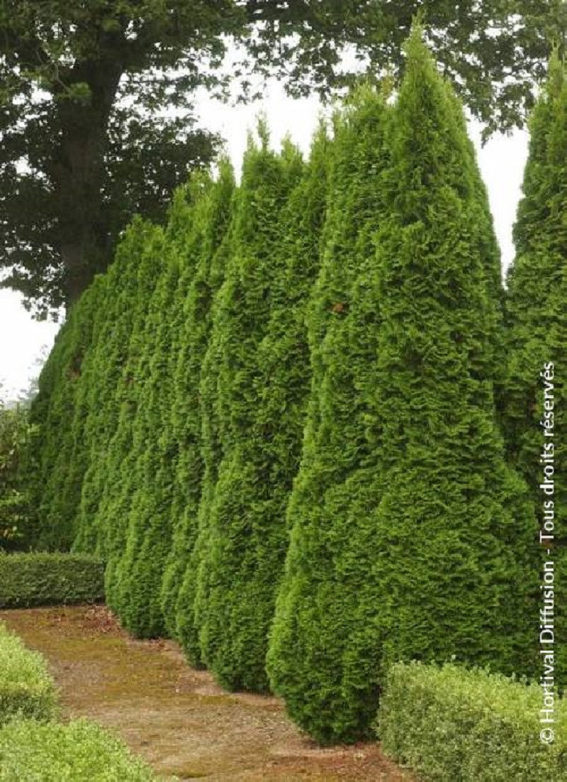 thuya-occidental-smaragd-thuja-occidentalis-smaragd.jpg