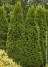 thuya-occidental-smaragd-thuja-occidentalis-smaragd-2.jpg