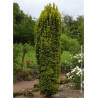 TAXUS baccata FASTIGIATA AUREA