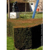 TAXUS media STRAIT HEDGE