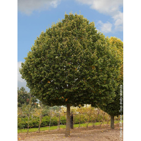 TILIA platyphyllos RUBRA TILIA platyphyllos RUBRA