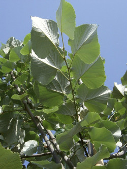 TILIA tomentosa