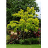ROBINIA pseudoacacia FRISIA