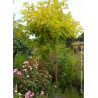 ROBINIA pseudoacacia FRISIA