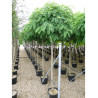ROBINIA pseudoacacia UMBRACULIFERA En pot de 30-35 litres forme tige hauteur du tronc 180-200 cm