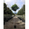 ROBINIA pseudoacacia UMBRACULIFERA En pot de 15-20 litres forme tige hauteur du tronc 180-200 cm