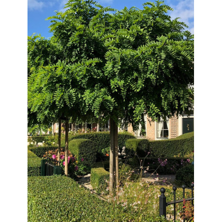 ROBINIA pseudoacacia UMBRACULIFERA ROBINIA pseudoacacia UMBRACULIFERA