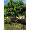 ROBINIA pseudoacacia UMBRACULIFERA