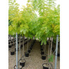 ROBINIA pseudoacacia FRISIA En pot de 35-50 litres forme tige hauteur du tronc 180-200 cm