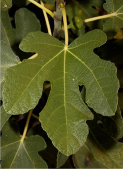 FIGUIER BROWN TURKEY