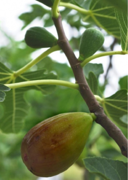 FIGUIER GOUTTE D'OR