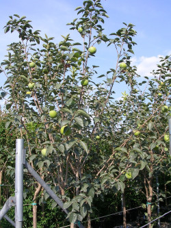 plaqueminier-kaki-cioccolatino-diospyros-kaki-cioccolatino-1.jpg
