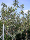 plaqueminier-kaki-cioccolatino-diospyros-kaki-cioccolatino-1.jpg