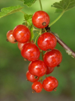 GROSEILLIER À GRAPPES JONKHEER VAN TETS