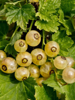 GROSEILLIER À GRAPPES VERSALLAISE BLANCHE