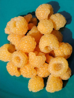 FRAMBOISIER FALL GOLD