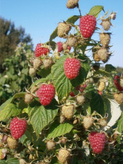 FRAMBOISIER MARASTAR