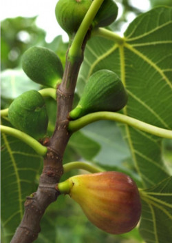 FIGUIER MADELEINE DES DEUX SAISONS