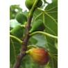 FIGUIER MADELEINE DES DEUX SAISONS