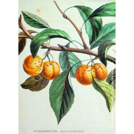 PRUNIER MIRABELLE DE METZ PRUNIER MIRABELLE DE METZ
