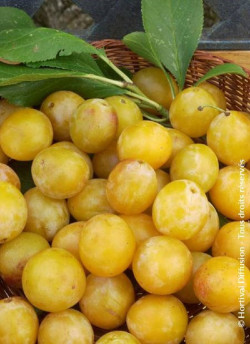 PRUNIER MIRABELLE DE NANCY