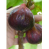 FIGUIER VIOLETTE DAUPHINE
