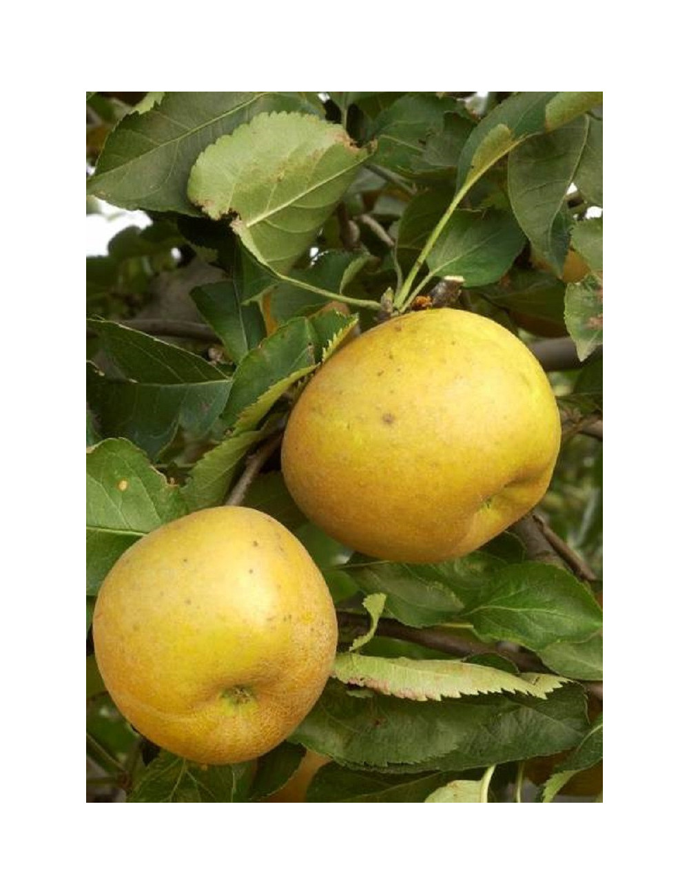 Achat Pommier Reinette Grise Du Canada - Bio